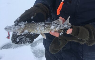 Northern Pike — Strauzdis