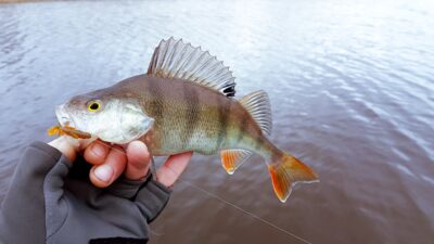 Eurasian perch
