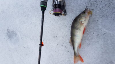 Eurasian perch
