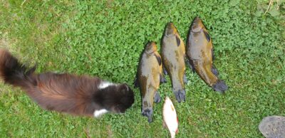 Tench ×3