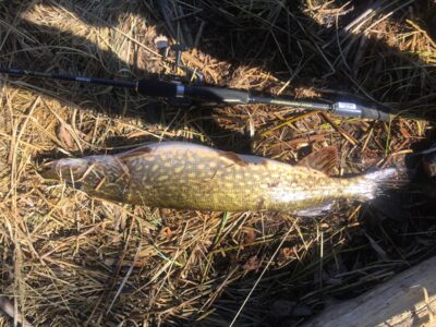 Northern Pike — Žiezdrelis