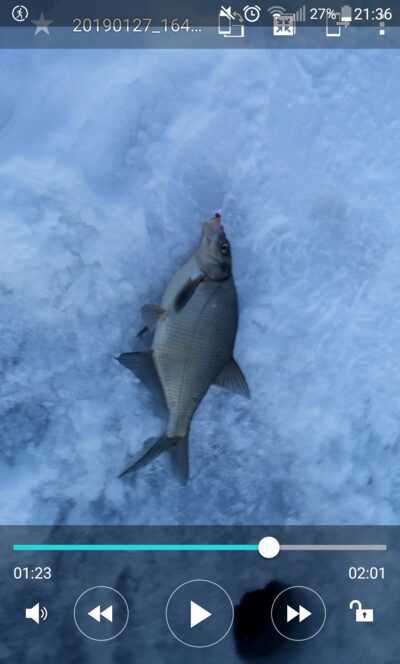 Carp bream, 0.9 kg