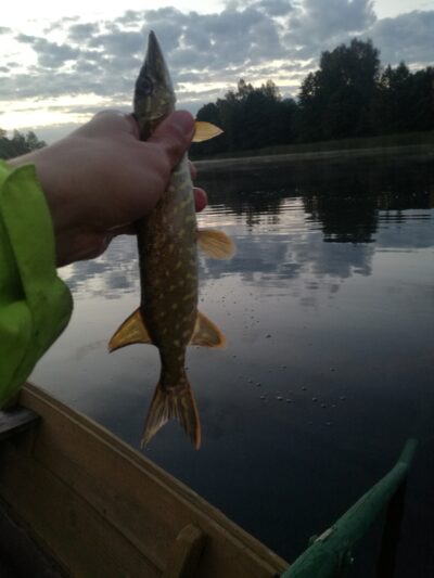 Northern Pike ×3