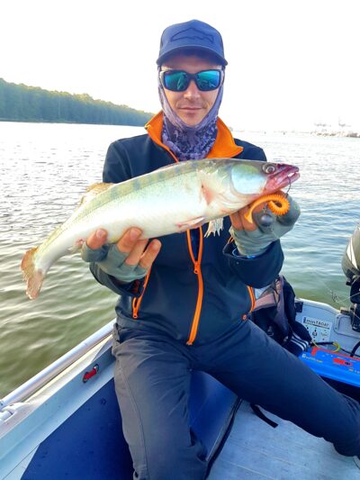 Pike perch
