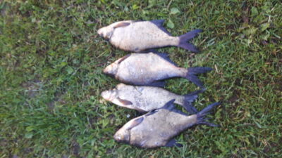 Carp bream