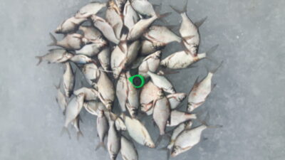 Carp bream