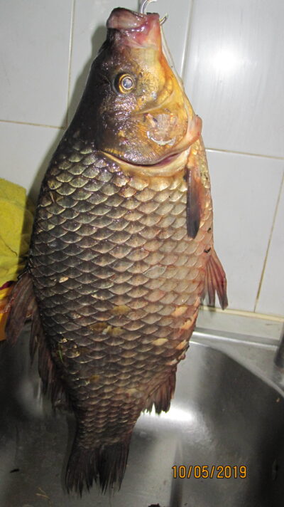 Prussian carp, 1.5 kg