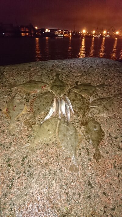 European plaice ×10