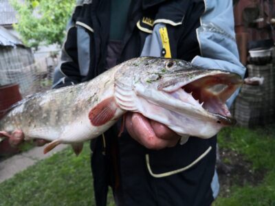 Northern Pike, 3.4 kg — Kuršių