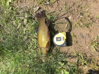 Tench, 0.2 kg — Leliūnų
