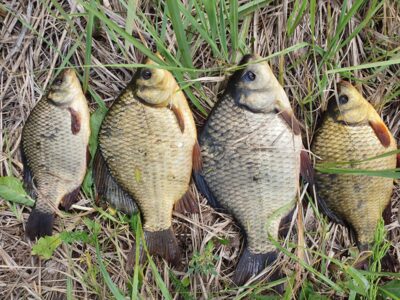 Crucian carp ×4 — Babėnų