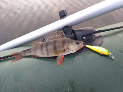 Eurasian perch — Arinas