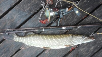 Northern Pike, 1.0 kg — Pakalas