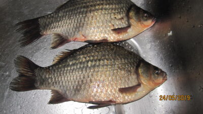 Prussian carp, 0.4 kg