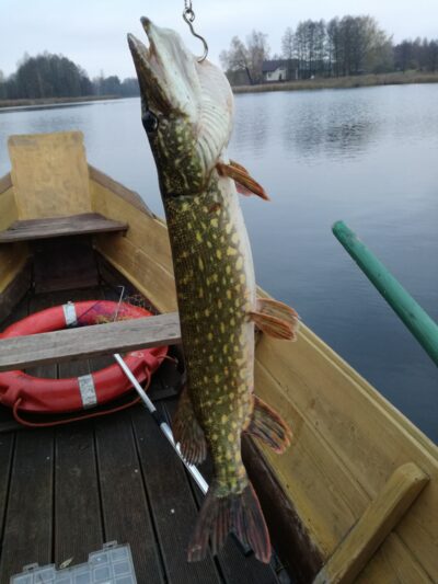 Northern Pike, 1.4 kg