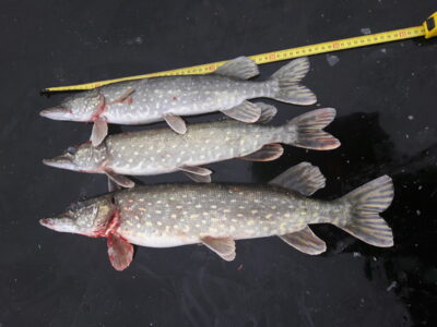 Northern Pike ×3 — Karklėnų