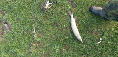 Northern Pike, 1.0 kg