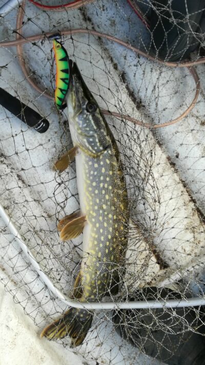 Northern Pike