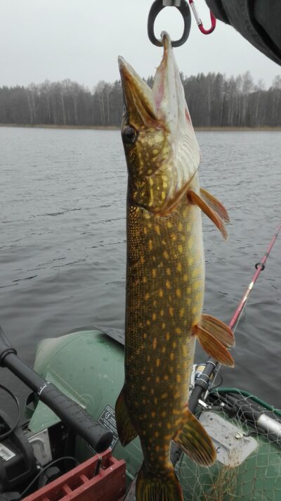 Northern Pike, 1.8 kg — Kiaunas