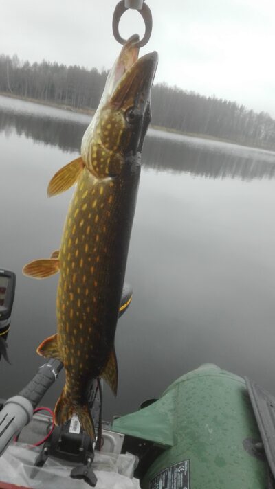 Northern Pike, 1.2 kg — Kiaunas