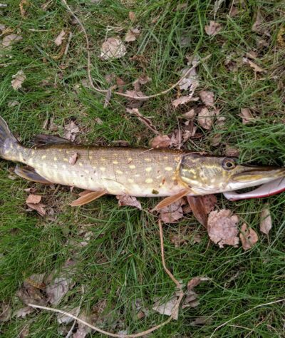 Northern Pike