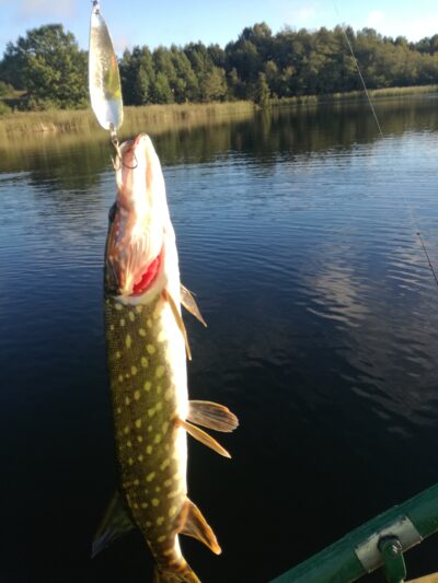 Northern Pike ×3