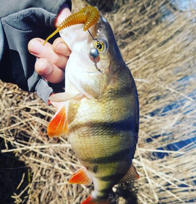 Eurasian perch