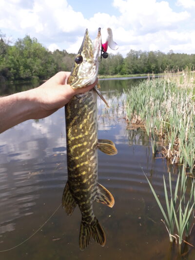 Northern Pike