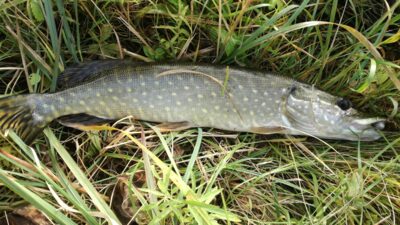 Northern Pike