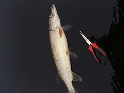 Northern Pike, 1.3 kg