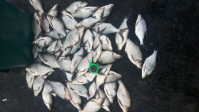 Carp bream