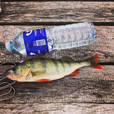 Eurasian perch, 0.6 kg