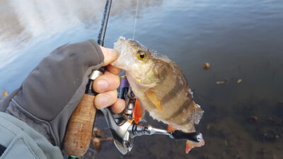 Eurasian perch