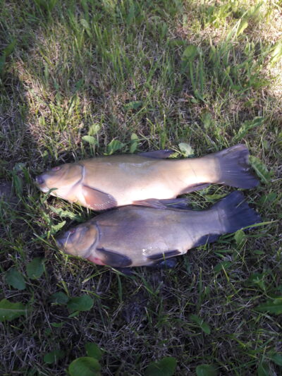 Tench ×2 — Užvenčio