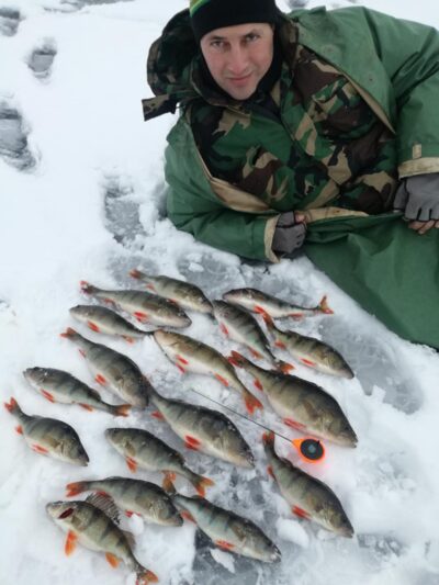 Eurasian perch