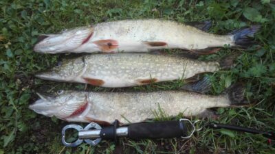 Northern Pike ×3 — Ūsiai