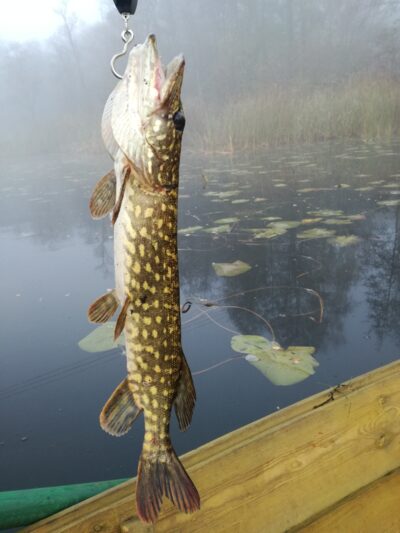 Northern Pike, 0.9 kg