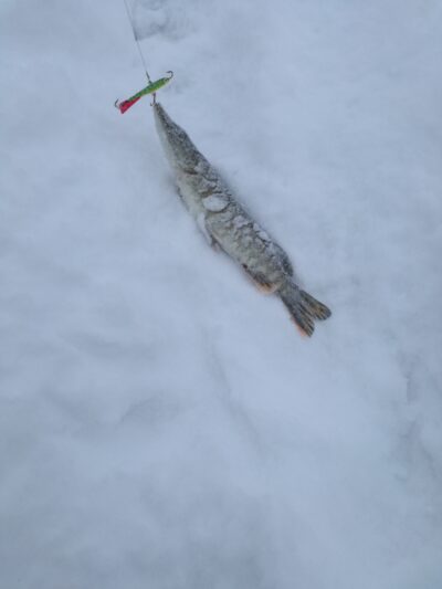Northern Pike ×2