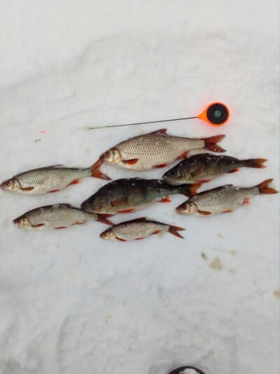 Roach — Rūžas