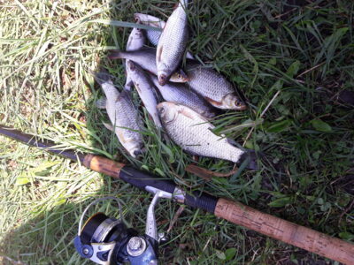 Prussian carp — Naudvario