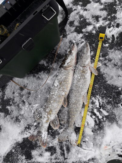 Northern Pike ×2 — Aunuvėnų