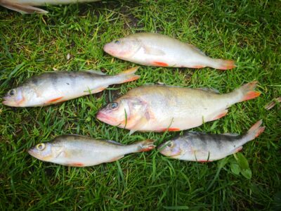 Eurasian perch ×5 — Kuršių