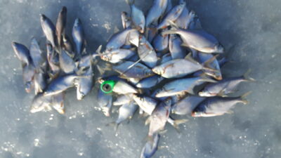 Carp bream