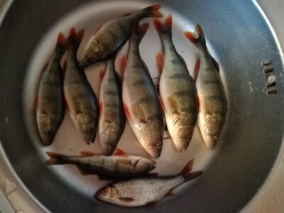 Eurasian perch