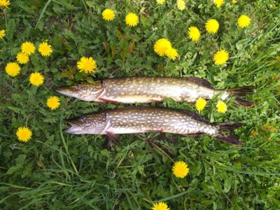 Northern Pike ×2 — Arinas