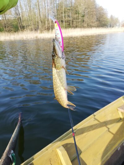 Northern Pike ×2