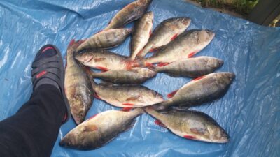 Eurasian perch ×13