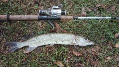 Northern Pike, 0.9 kg — Almajas