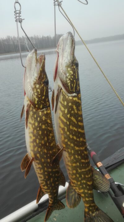 Northern Pike ×2 — Kiaunas