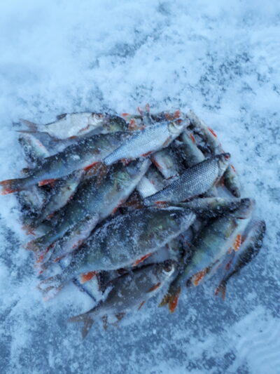Eurasian perch ×5 — Jaurys